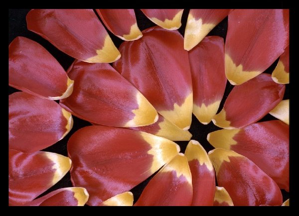 Pokus o rekonstrukci